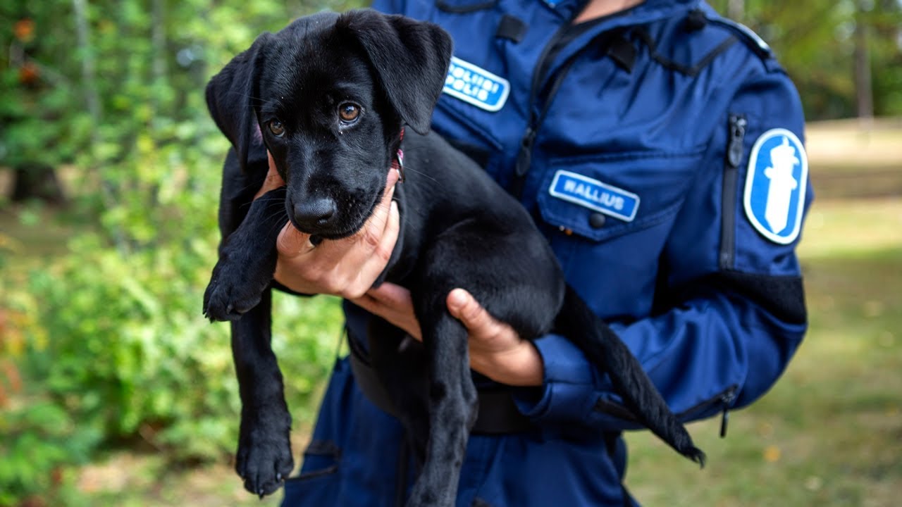 Labradorinnoutajan pentu Kukka pysäyttää tulevaisuudessa rikollisia: Vuh, minusta tulee huumekoira!