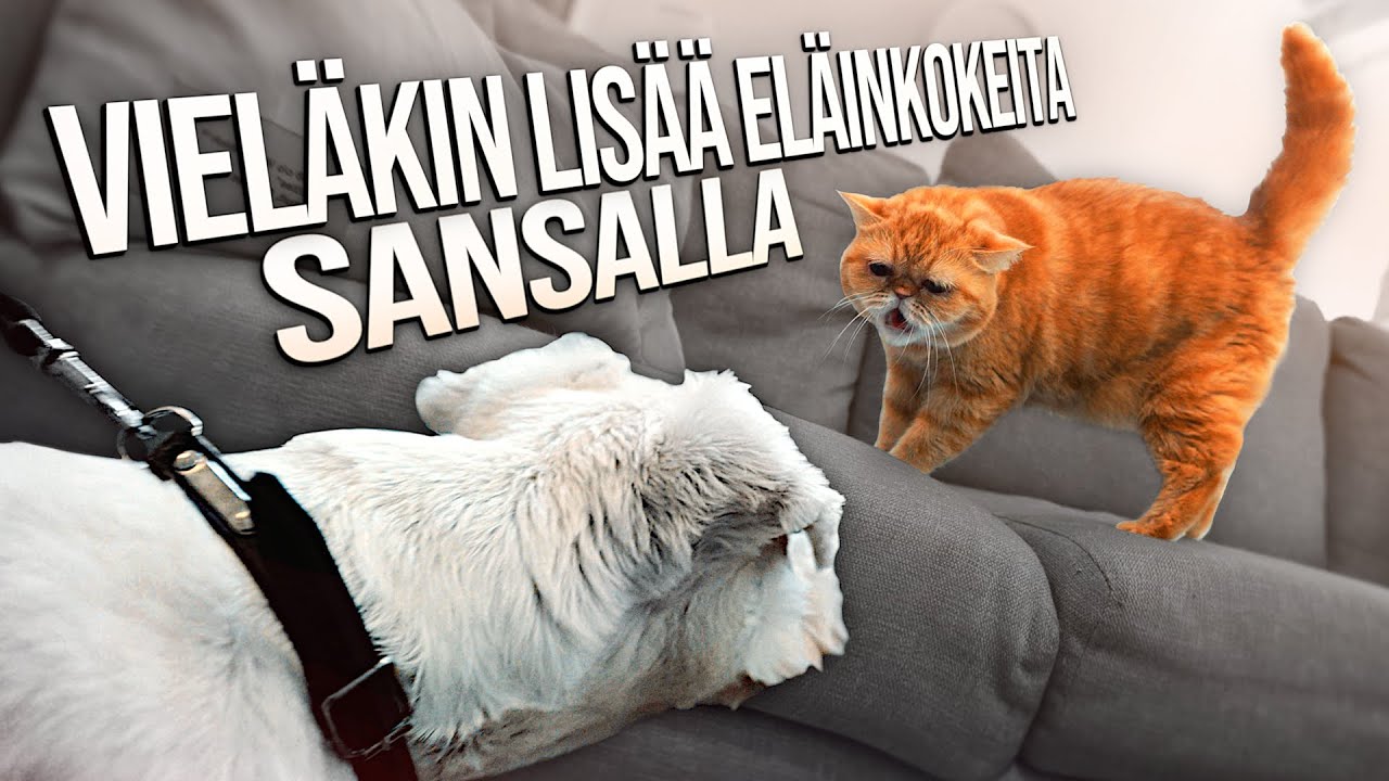 Vieläkin lisää eläinkokeita Sansalla!