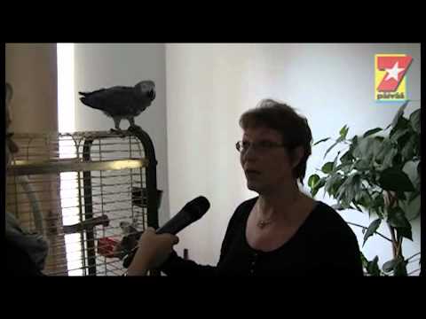 SEISKA-TV: Näin laulaa Nakke-papukaija!