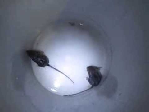 Ei näissä kyllä kauheesti syömistä olis eikös kiinassa tää ole herkkujen herkku?