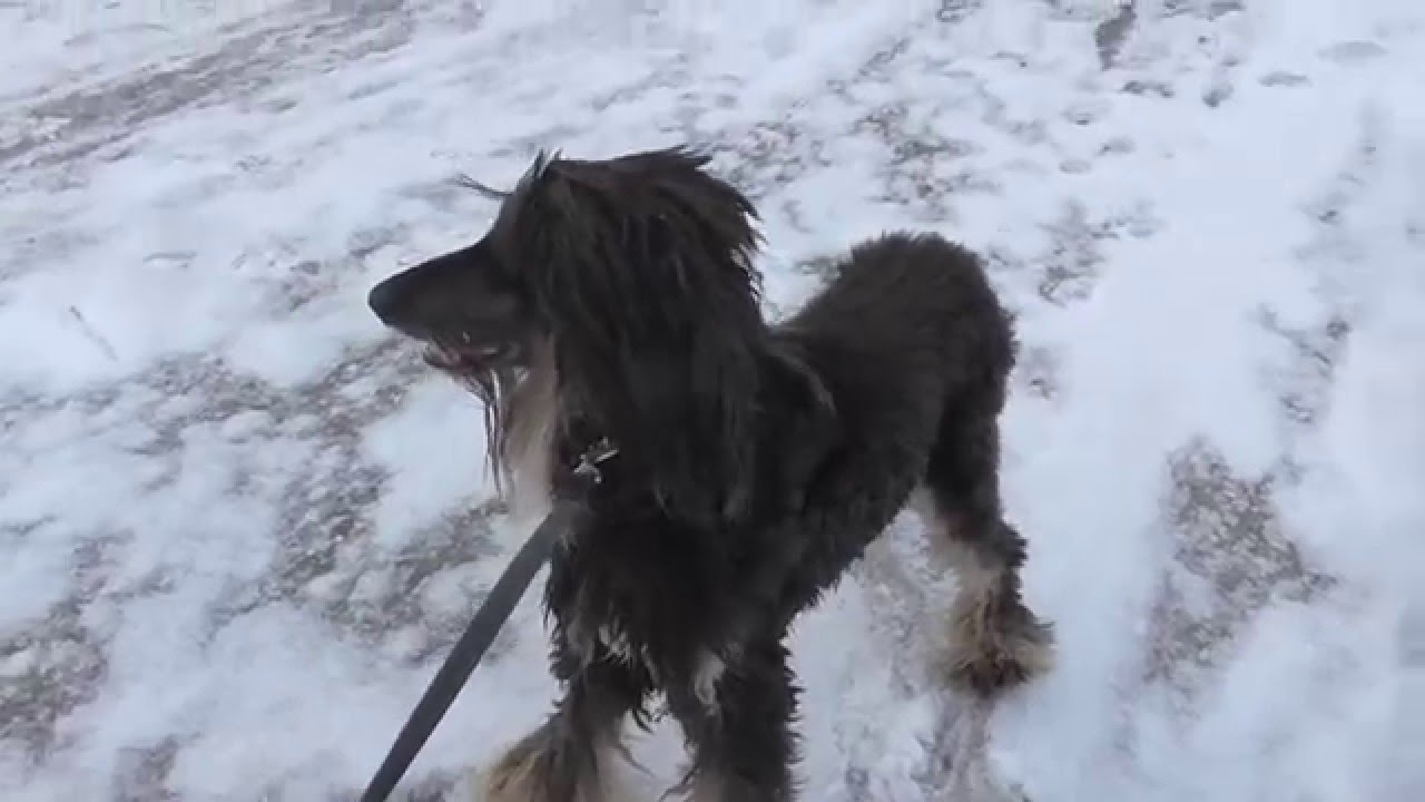 ONKO SOMESSA IHAN IDIOOTTEJA?