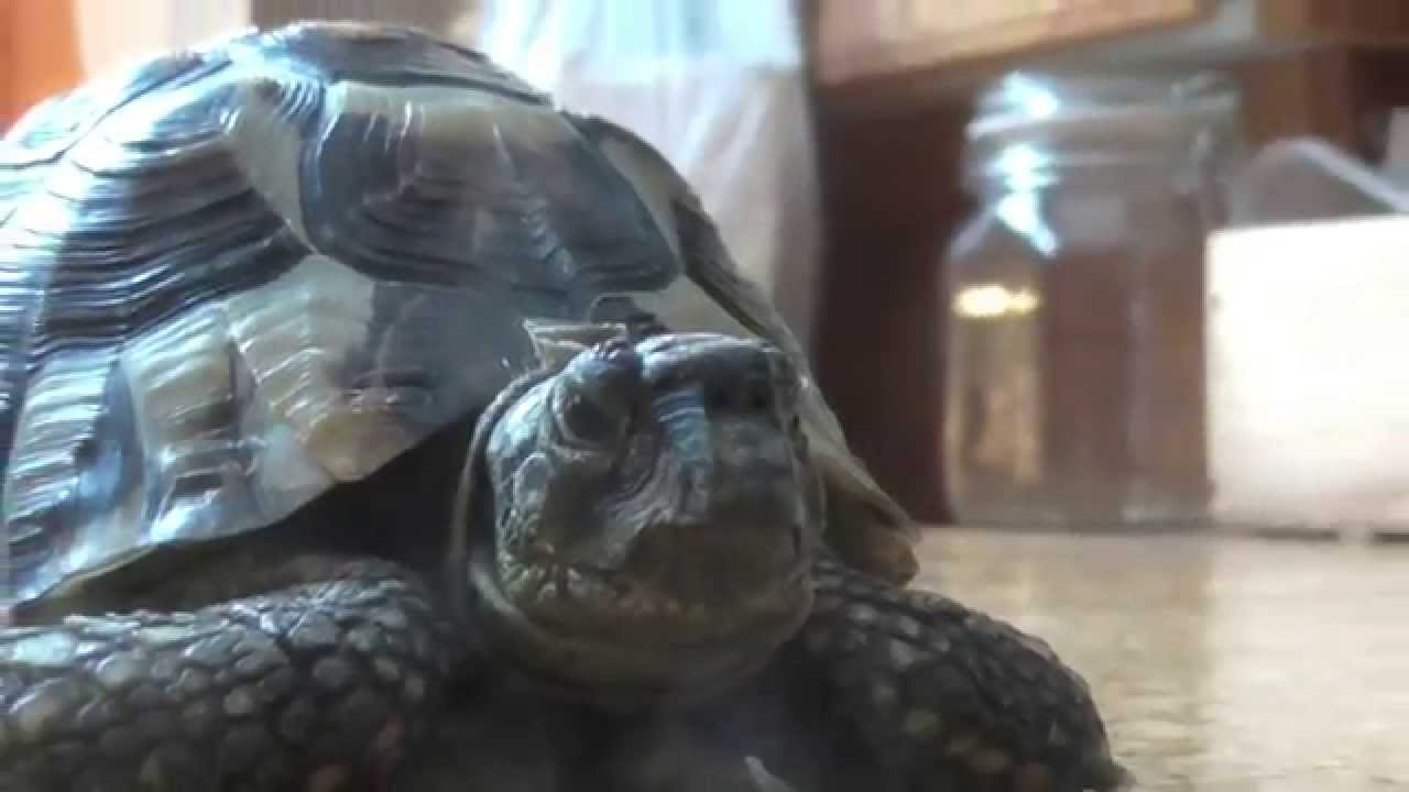 Pasi Ja Kilpikonnan Ihmeelliset Seikkailut