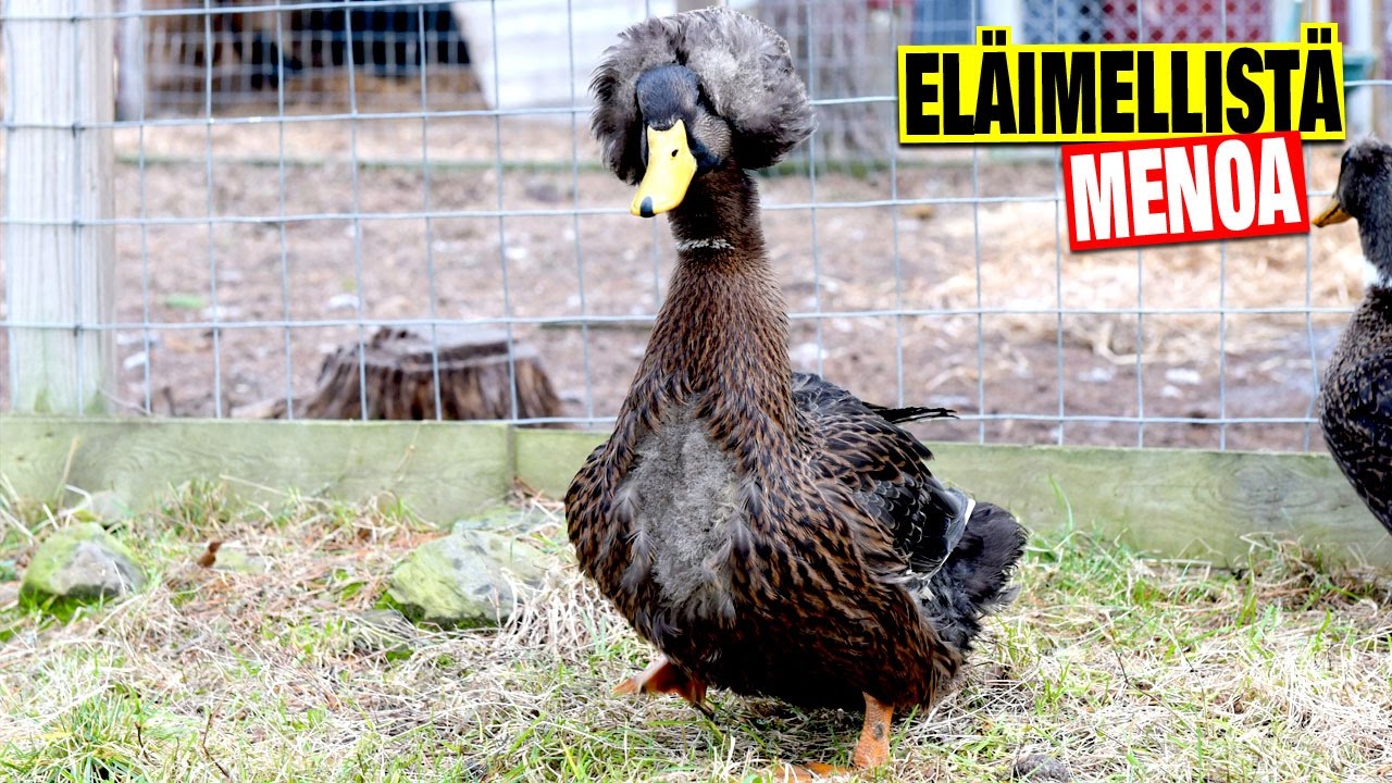 Oih, mikä söpöläinen: Afrotukkainen Hannu-ankka on Suomen Lutuisin lemmikki!