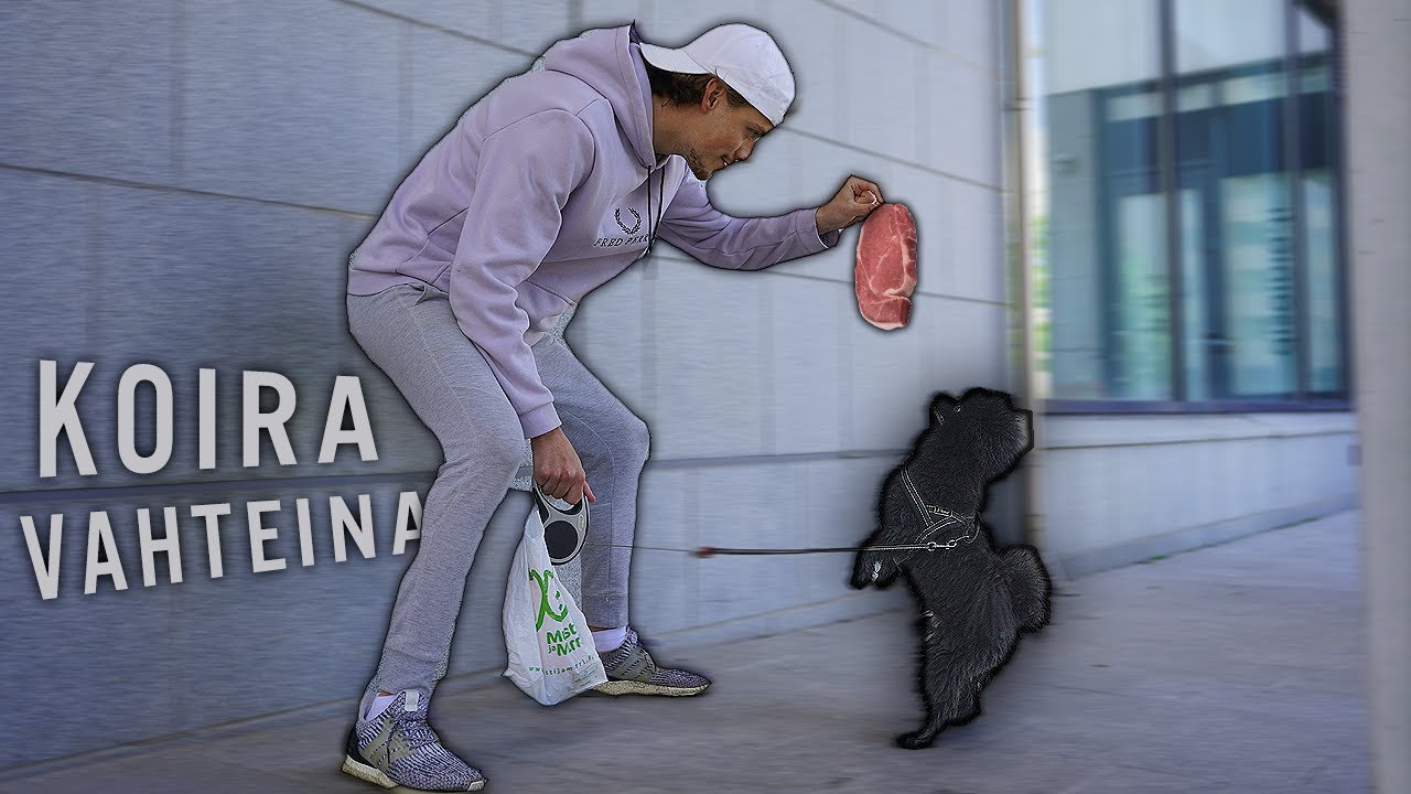 KOUKUS: Koiravahteina