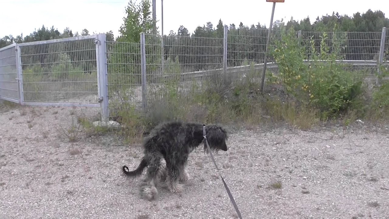 Pesin pyykkiä ja Rontin kanssa ulkona